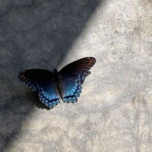 Meet your Posher, Mallory